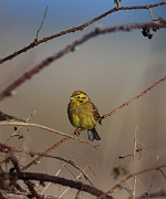 Yellowhammer